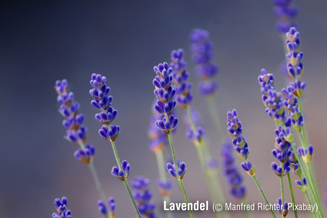 Lavendel Manfred Richter auf Pixabay Kopie